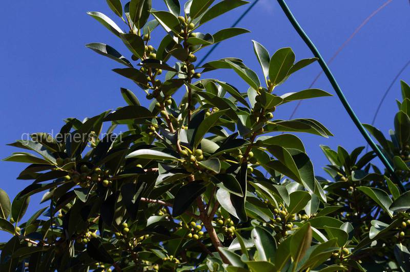 Камфорное дерево - противомикробное средство, анастетик и репеллент