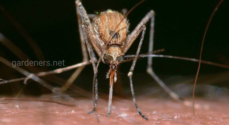 “Бабушкины” рецепты против комаров: что делать, если вас укусило насекомое