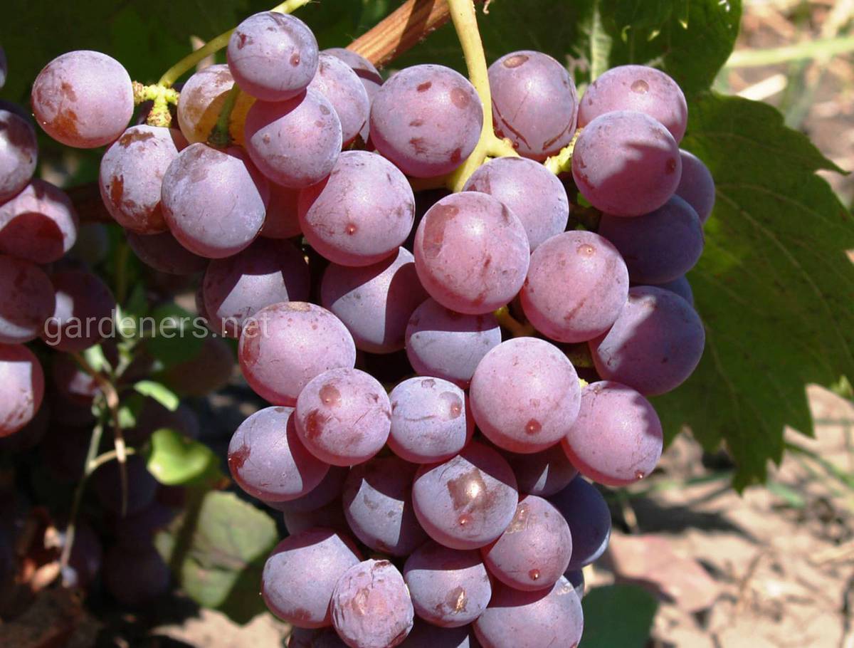Сорт винограда Элегия