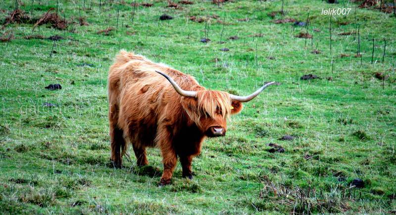 Хайленд, хайлендская порода (англ. Highland cattle, гэльск. Bò Ghàidhealach, скотс. kyloe)