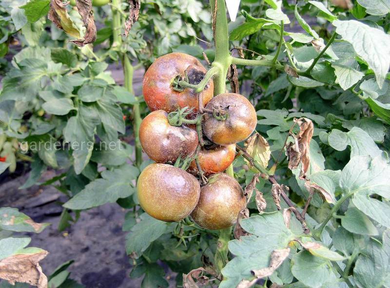 Які симптоми фітофторозу томатів ?