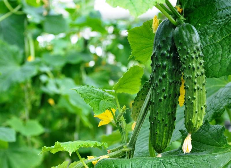 Як правильно збирати врожай огірків у сучасному тепличному виробництві?