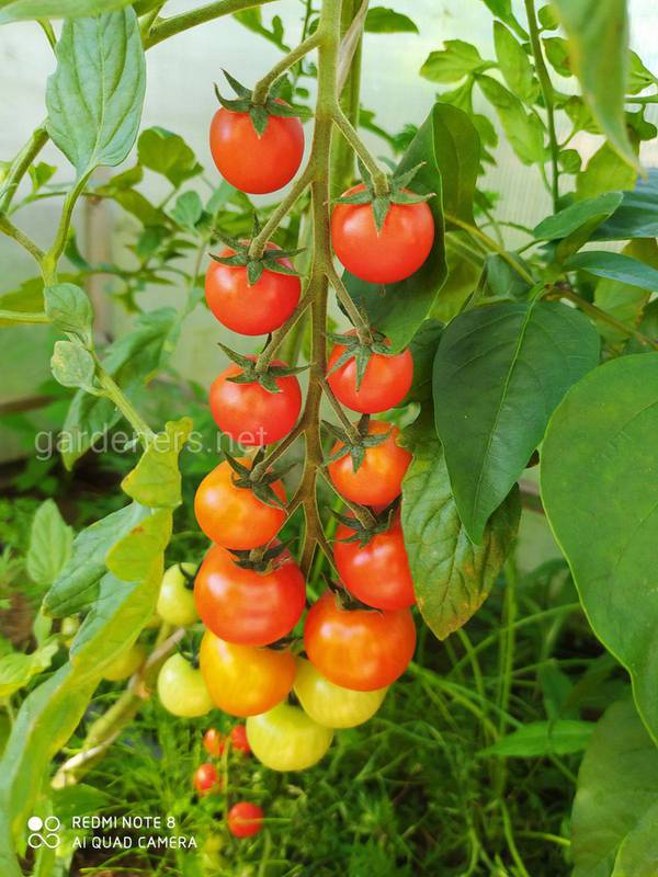 Яких рослин треба уникать при вирощуванні томатів?
