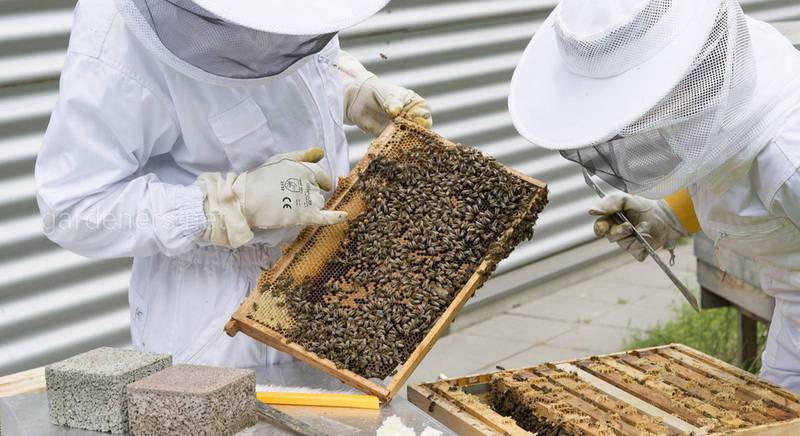 В штаб-квартире НАТО успешно развивают городское пчеловодство