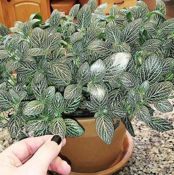 Fittonia Stripes Forever