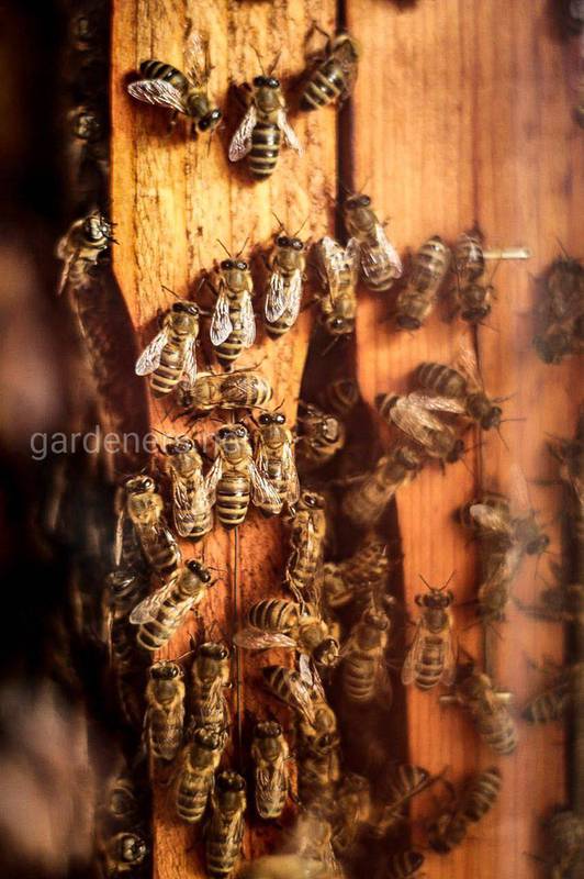Как позаботиться о пчелах в зимнее время?
