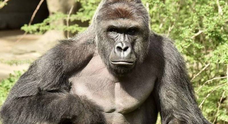 7 фактов о гориллах