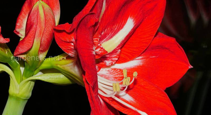 Амариллис - цветок, от которого захватывает дух