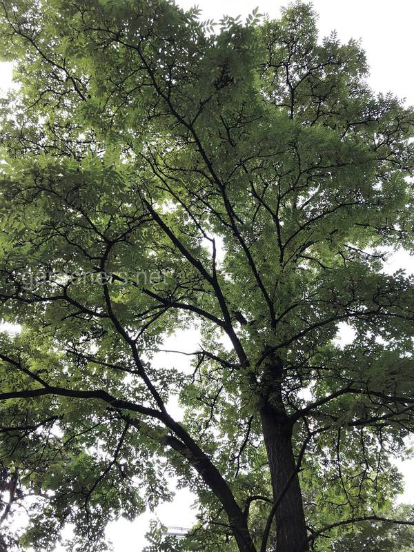 Коркове дерево амурське