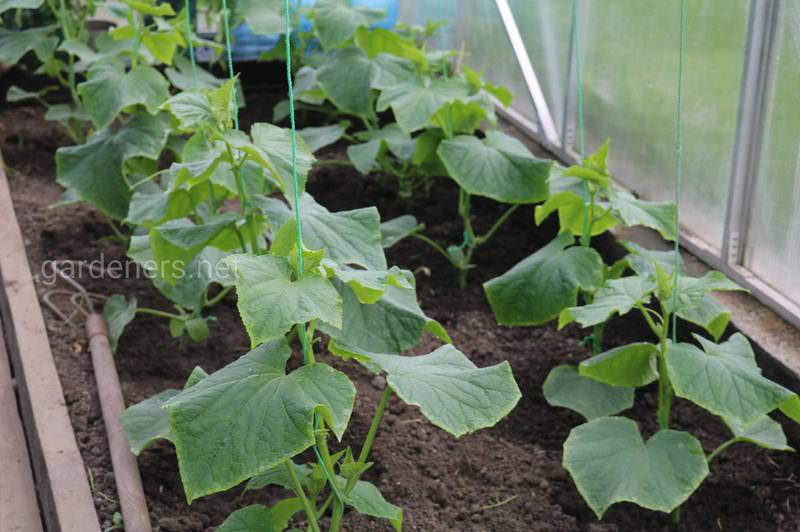 Чи слід садити огірки в теплиці?