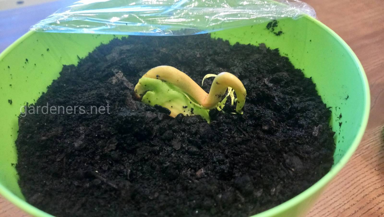 Как посадить косточку неспелого манго