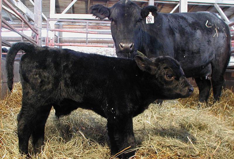 Как раннее скашивание может повлиять на здоровье крупного рогатого скота? Лечение молодого потомства!