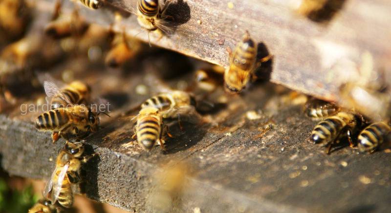 Бджільництво: з чого почати. Необхідні умови для заняття бджільництвом