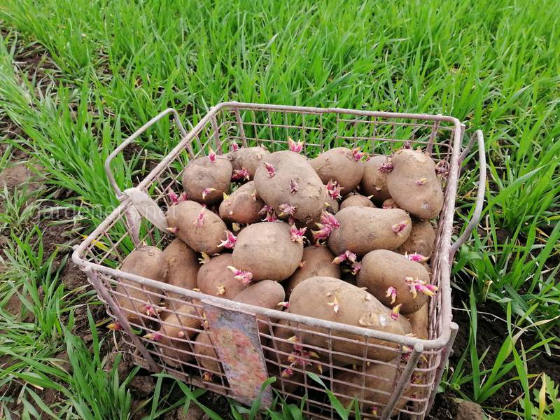 ТОП 10 рекомендаций, как избежать вырождения картофеля