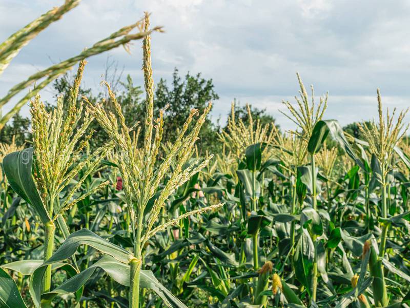 Как снять тепловой стресс и недостаток влаги при выращивании зерновых культур для производства силоса?