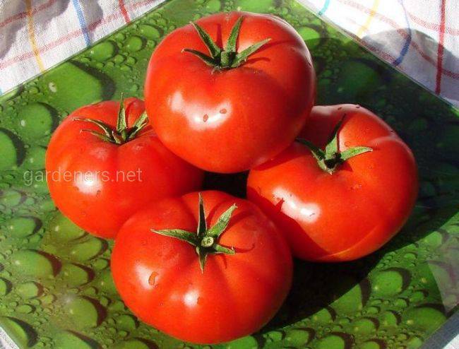 Топ-14 интересных фактов о томатах