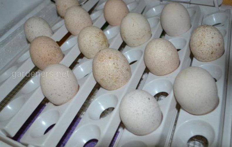 Обработка яиц перед закладыванием