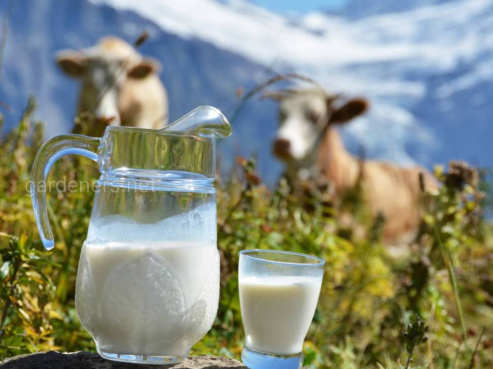 Жирність коров'ячого молока