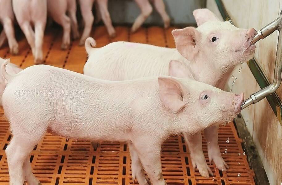 Самодельные поилки для свиней