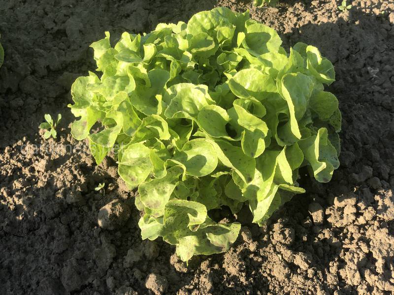 Як правильно збирати та зберігати насіння салату?
