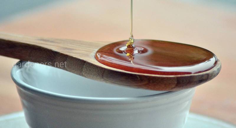 Корисні властивості гірського меду і протипоказання до його вживання