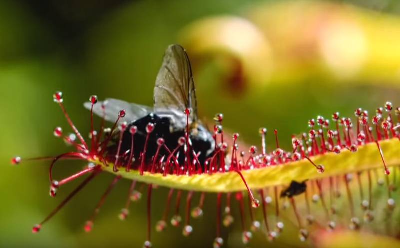 Як привертає дрібних комах росянка?