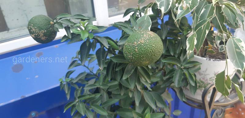 Які проблеми можуть виникнути при вирощуванні апельсинового дерева?