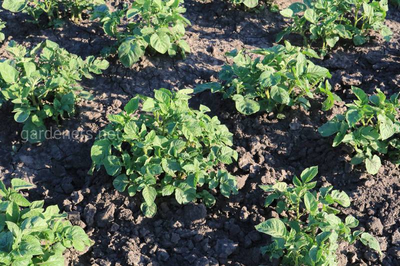 Ботьба с сорняками в картофеле: механическая и с помощью гербицидов