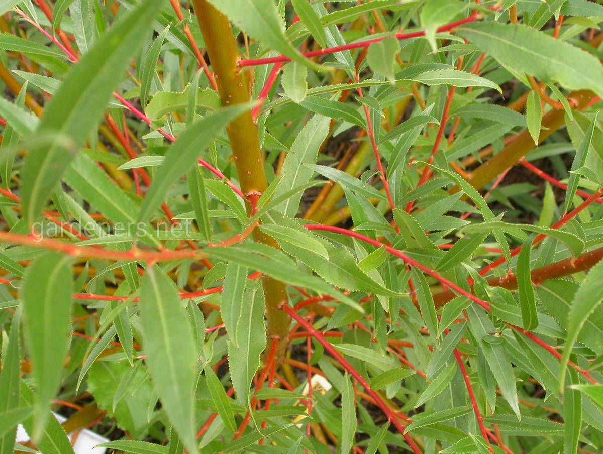 Salix fragilis Rouge Ardennais