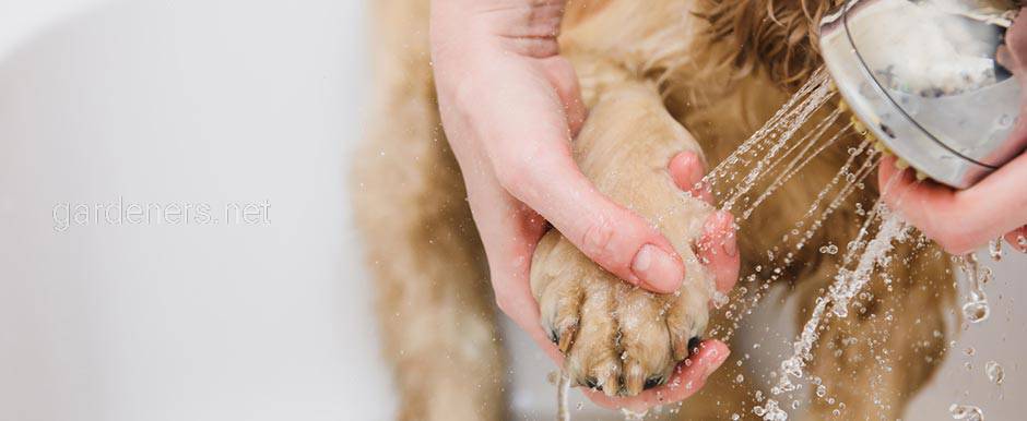 Зачем собакам мыть лапы