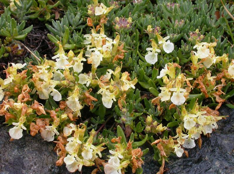 Дубровник горный