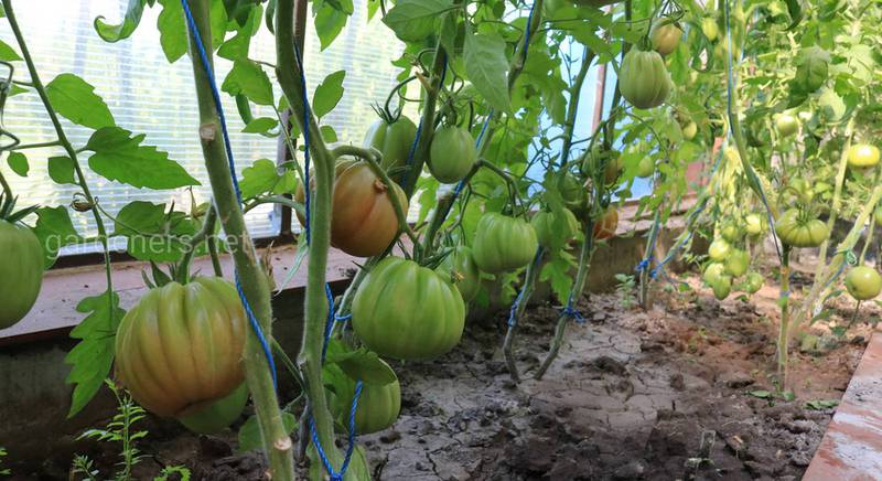 Как правильно ухаживать за томатами в теплице