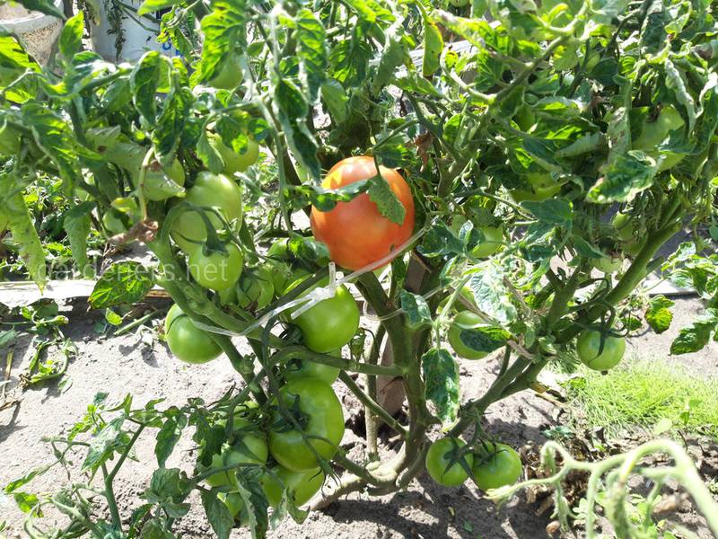 Уменьшается количество цветков и плодов томата - каковы причины?