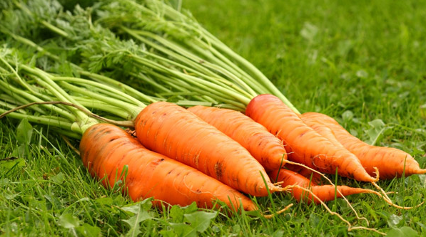 Поразка моркви сухою гниллю