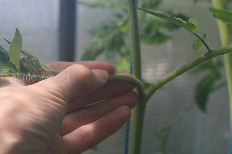 Для чого видаляють пасинки томатів та як це робити правильно?