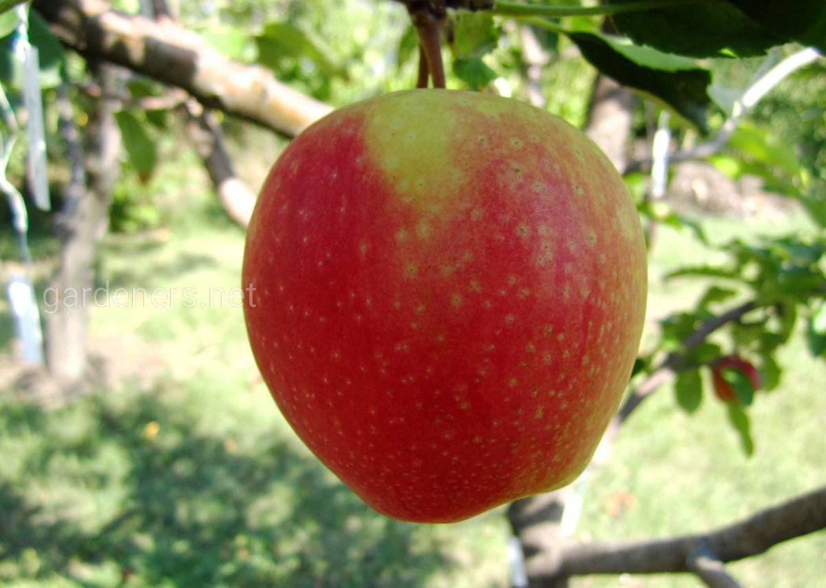 Сорт яблок Арлет