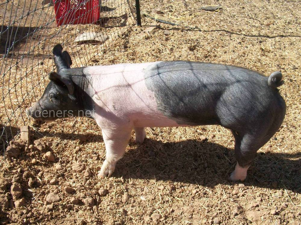 Гемпширские свиньи