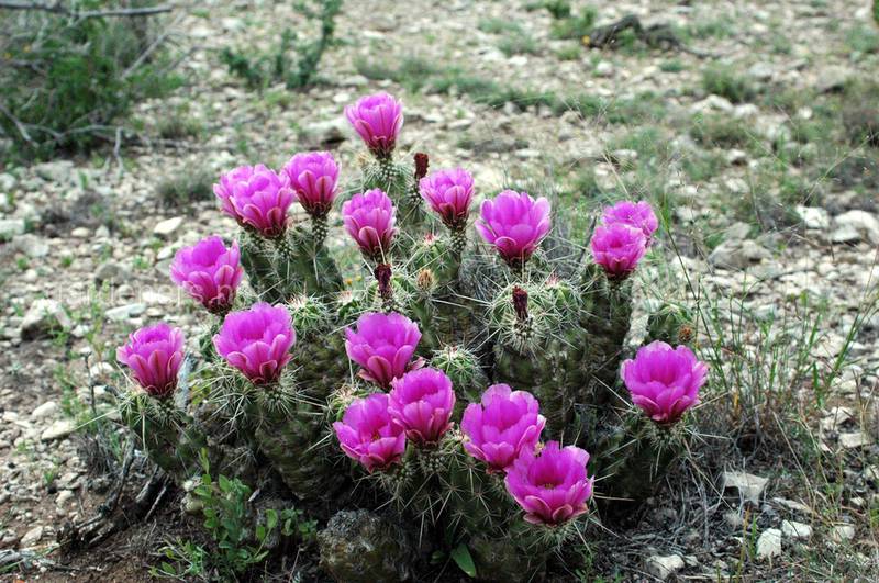 Эхиноцереус: описание наиболее привлекательных видов радужного кактуса