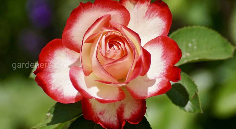 Обрізання троянд восени: правила, покрокова інструкція та пояснення