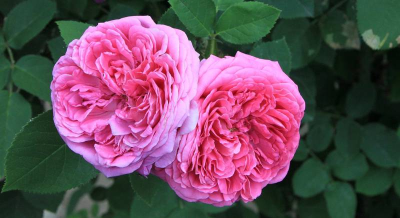 Известные сорта садовых дамасских роз 