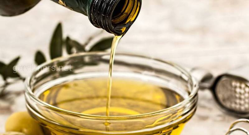 Классификация оливковых масел