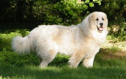 Большая пиренейская собака  