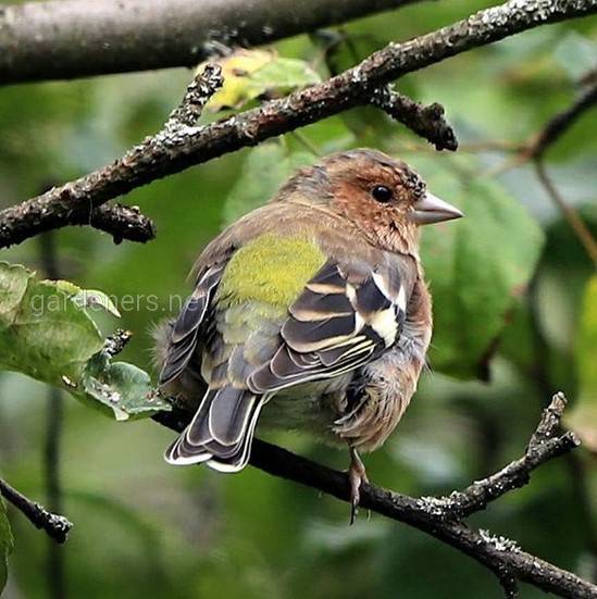 Зяблик — маленькая певчая птица