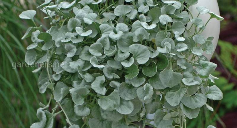Дихондра: виды и сорта изысканного и красивого декоративного ампельного растения