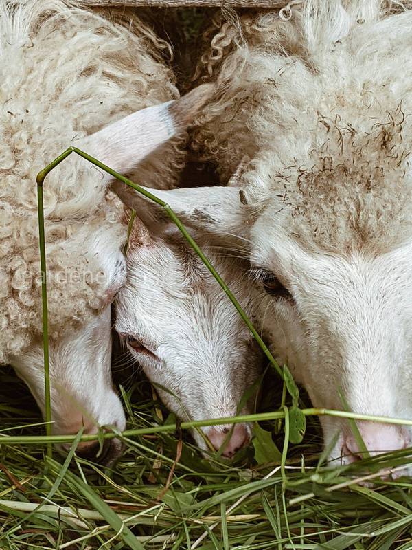 Як захистити овець, ягнят і себе від агресивної поведінки баранів?
