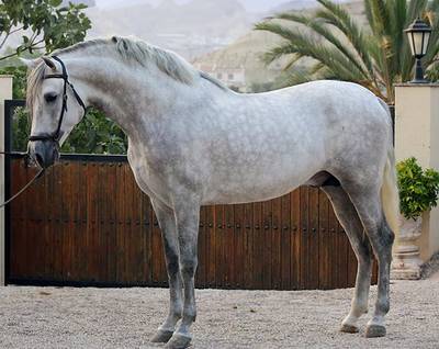 Чистокровная испанская лошадь