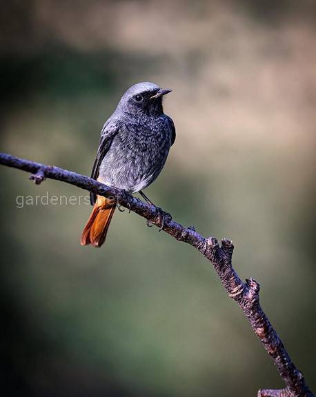 Горихвостка — маленькая певчая птица