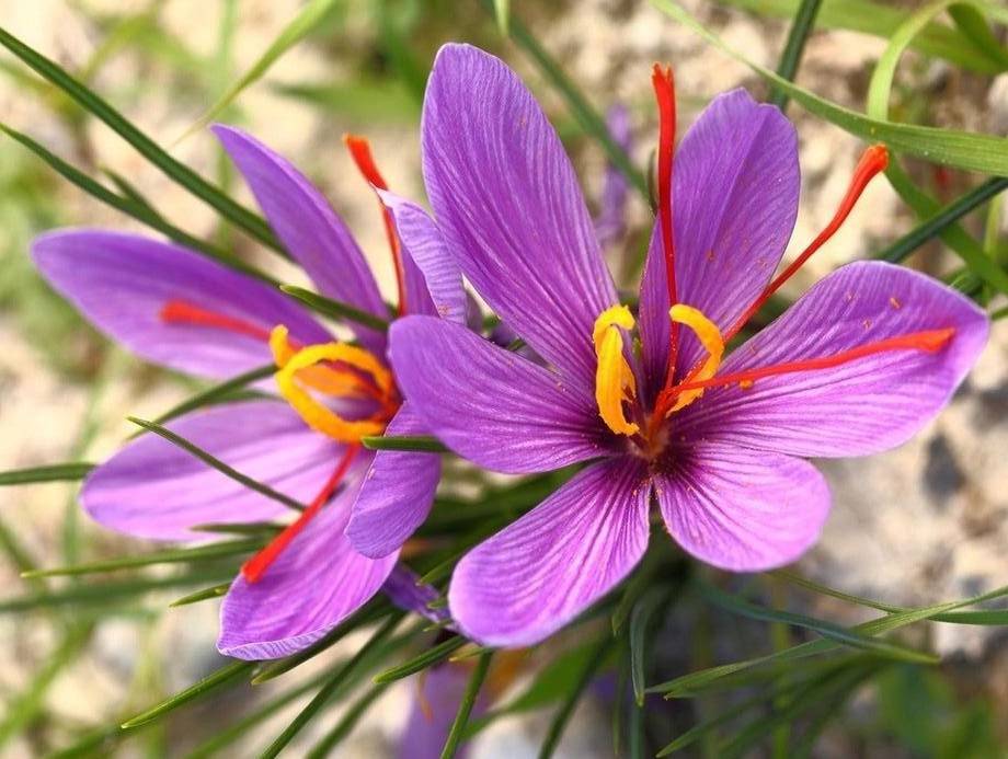 Цветущий шафран. Sativus Saffron Крокус. Крокус Шафран посевной. Шафран посевной (Crocus sativus). Шафран специя Крокус.