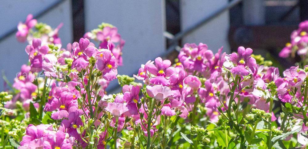 Nemesia Karoo «Pink»