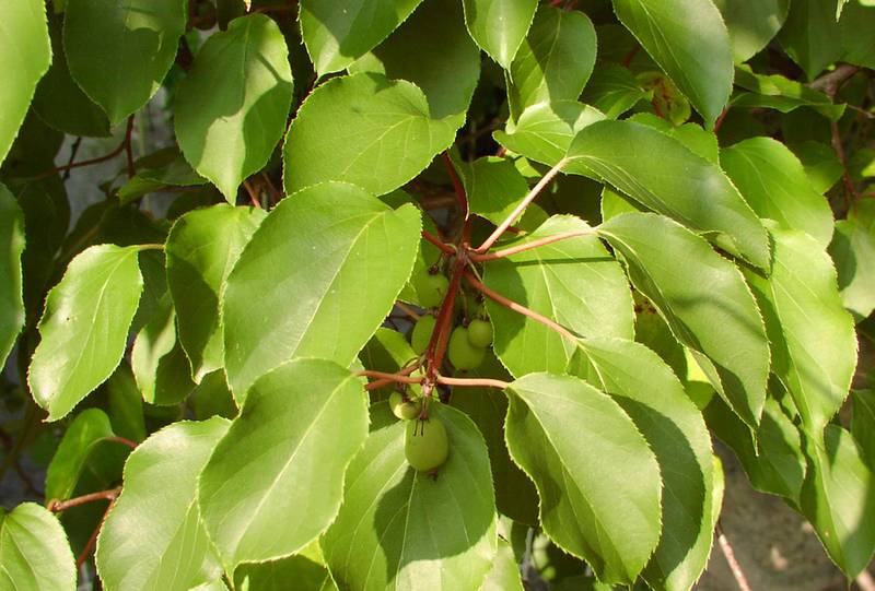 Актинидия острая